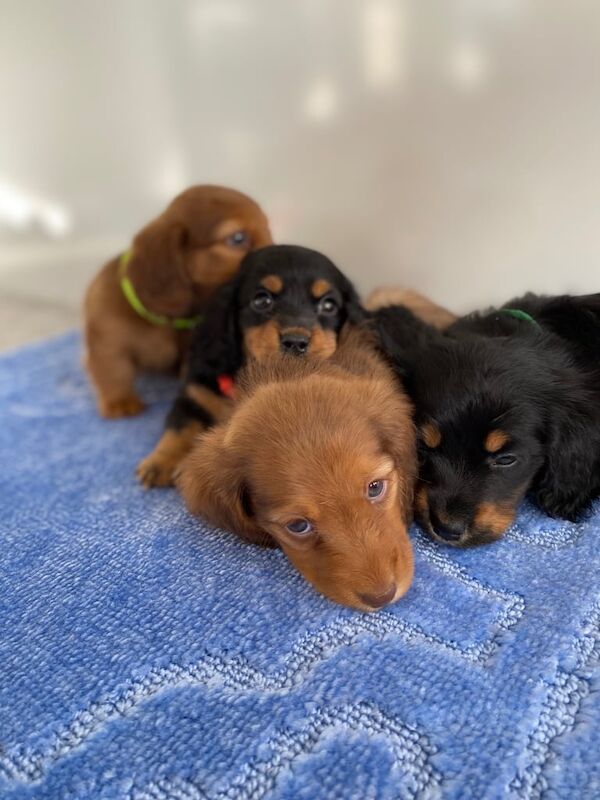 KC REG - PRA CLEAR MINIATURE LONG HAIR DACHSHUND PUPPIES- CHAMPION BLOOD LINES for sale in Eye, Cambridgeshire - Image 2