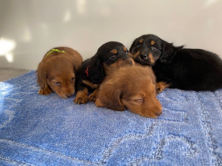 KC REG - PRA CLEAR MINIATURE LONG HAIR DACHSHUND PUPPIES- CHAMPION BLOOD LINES for sale in Eye, Cambridgeshire - Image 3