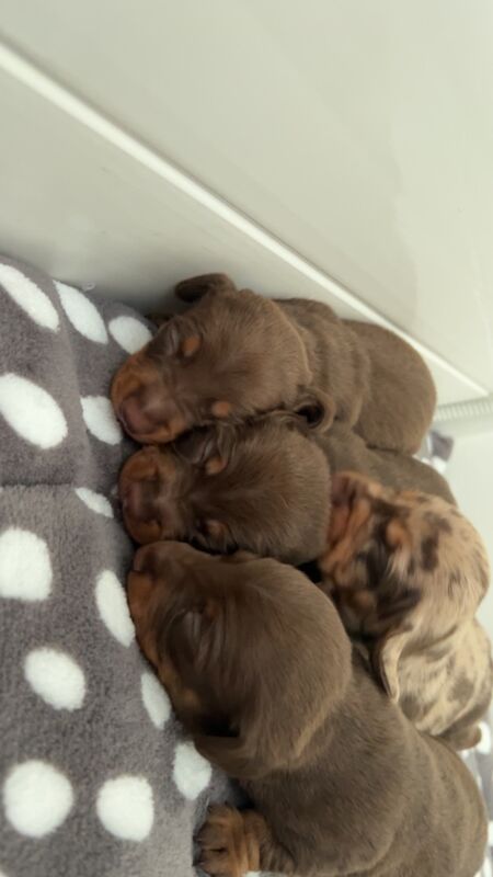 KC REG PRA clear pedigree pups for sale in Cardiff / Caerdydd, South Glamorgan