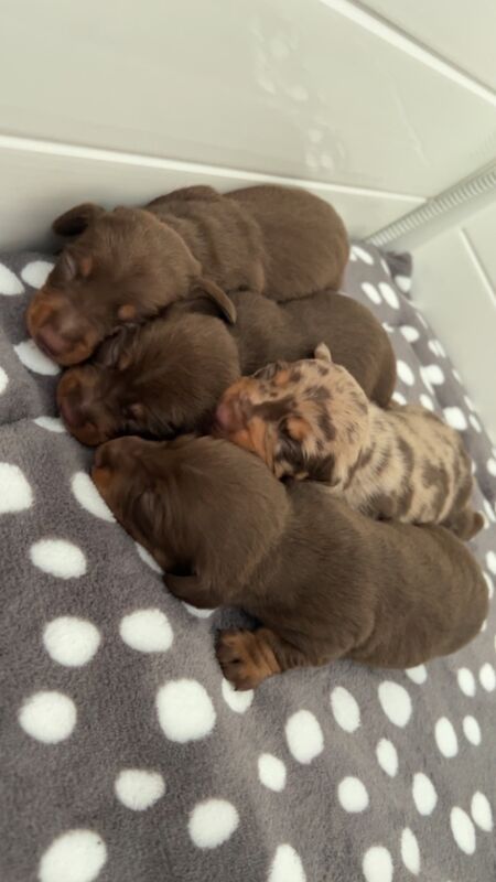 KC REG PRA clear pedigree pups for sale in Cardiff / Caerdydd, South Glamorgan - Image 2