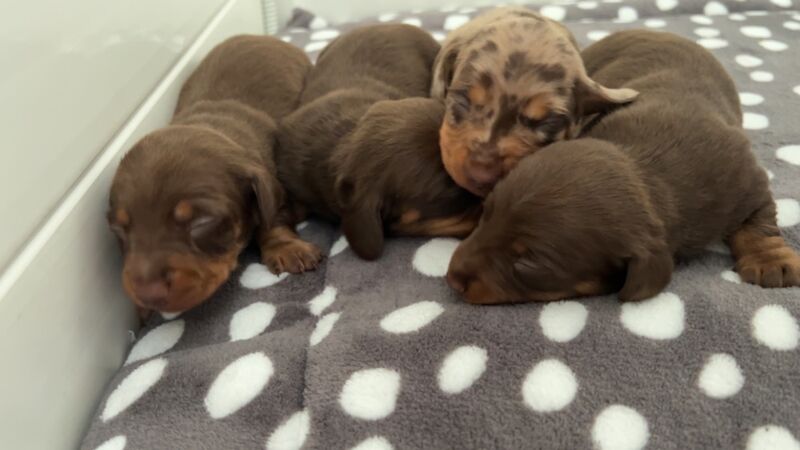 KC REG PRA clear pedigree pups for sale in Cardiff / Caerdydd, South Glamorgan - Image 3