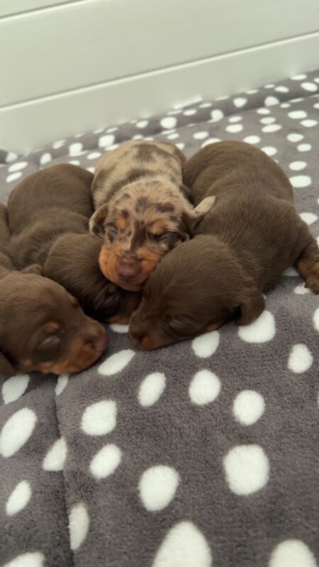 KC REG PRA clear pedigree pups for sale in Cardiff / Caerdydd, South Glamorgan - Image 4