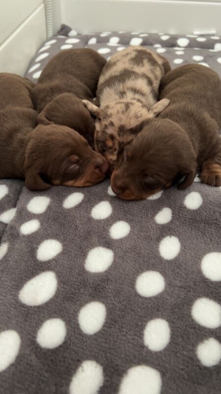 KC REG PRA clear pedigree pups for sale in Cardiff / Caerdydd, South Glamorgan - Image 5