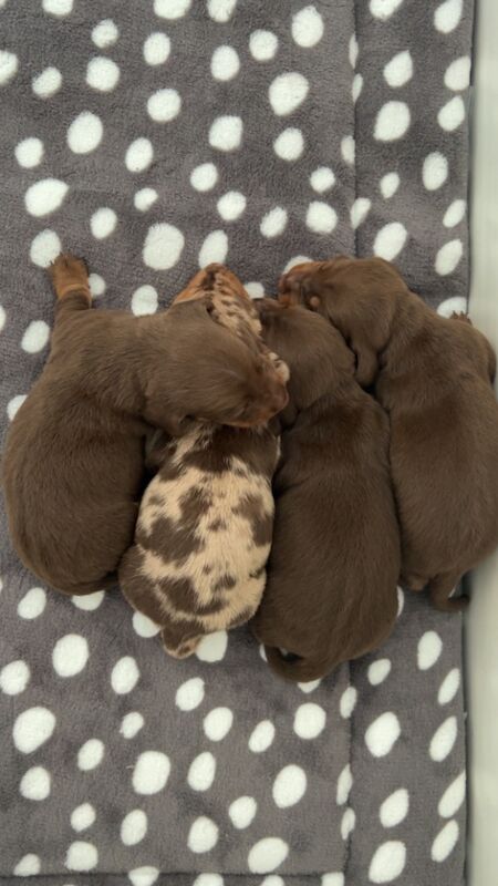 KC REG PRA clear pedigree pups for sale in Cardiff / Caerdydd, South Glamorgan - Image 7