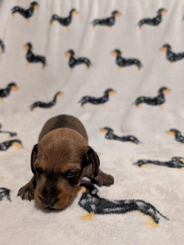 kC Register miniature Wirehaired Dachshund for sale in Stoke-on-Trent, Staffordshire