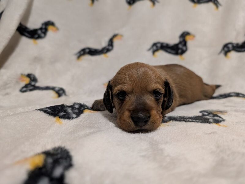 kC Register miniature Wirehaired Dachshund for sale in Stoke-on-Trent, Staffordshire - Image 2