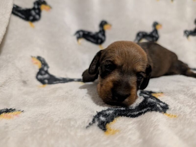 kC Register miniature Wirehaired Dachshund for sale in Stoke-on-Trent, Staffordshire - Image 3