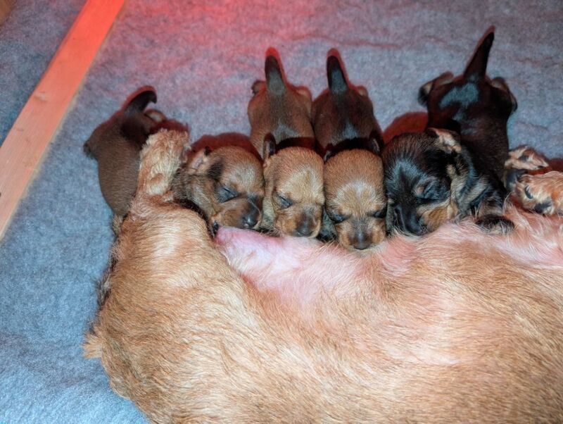 kC Register miniature Wirehaired Dachshund for sale in Stoke-on-Trent, Staffordshire - Image 4