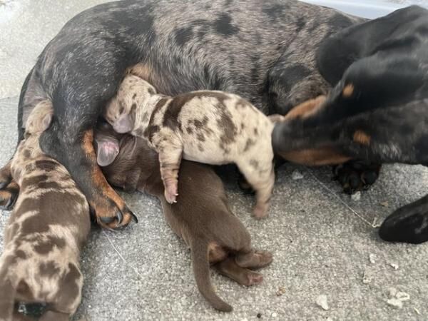 KC Registered Chocolate Girl Miniature Dachshund for sale in Betchworth, Surrey - Image 1