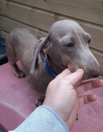 KC Registered Chocolate Girl Miniature Dachshund for sale in Betchworth, Surrey - Image 2