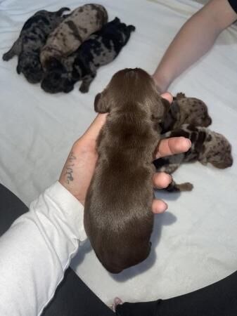 KC Registered Chocolate Girl Miniature Dachshund for sale in Betchworth, Surrey - Image 3