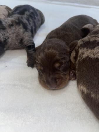 KC Registered Chocolate Girl Miniature Dachshund for sale in Betchworth, Surrey - Image 4