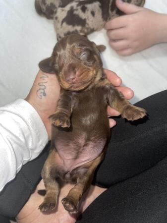 KC Registered Chocolate Girl Miniature Dachshund for sale in Betchworth, Surrey - Image 5