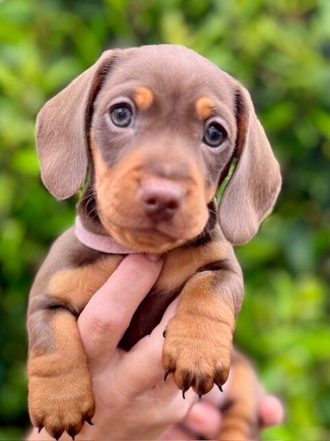 KC registered Chocolate & Tan Smooth Haired Miniature Dachsund Girl looking for Forever Home for sale in Royston, Hertfordshire