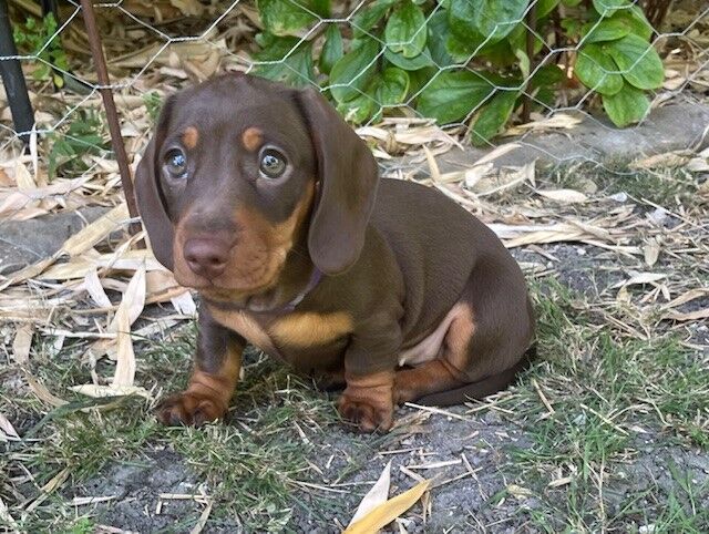 KC registered Chocolate & Tan Smooth Haired Miniature Dachsund Girl looking for Forever Home for sale in Royston, Hertfordshire - Image 2