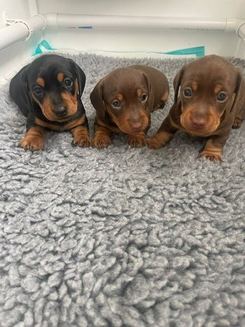 KC registered Chocolate & Tan Smooth Haired Miniature Dachsund Girl looking for Forever Home for sale in Royston, Hertfordshire - Image 3