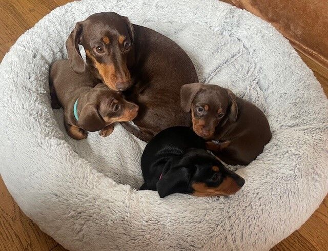 KC registered Chocolate & Tan Smooth Haired Miniature Dachsund Girl looking for Forever Home for sale in Royston, Hertfordshire - Image 4