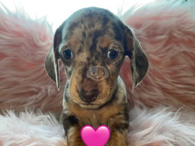 KC registered Dachshunds for sale in Telford, Shropshire