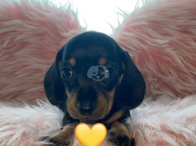 KC registered Dachshunds for sale in Telford, Shropshire - Image 2