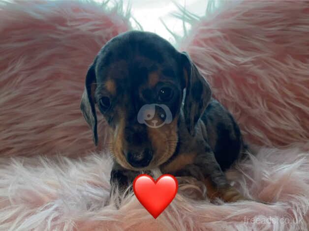 KC registered Dachshunds for sale in Telford, Shropshire - Image 4