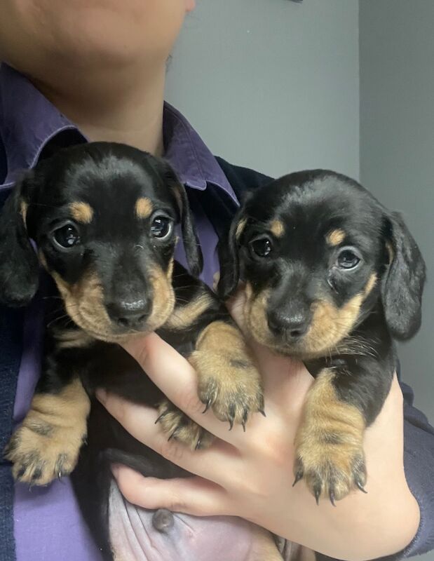 KC Registered Female Miniature Dachshund for sale in Crieff, Perth and Kinross