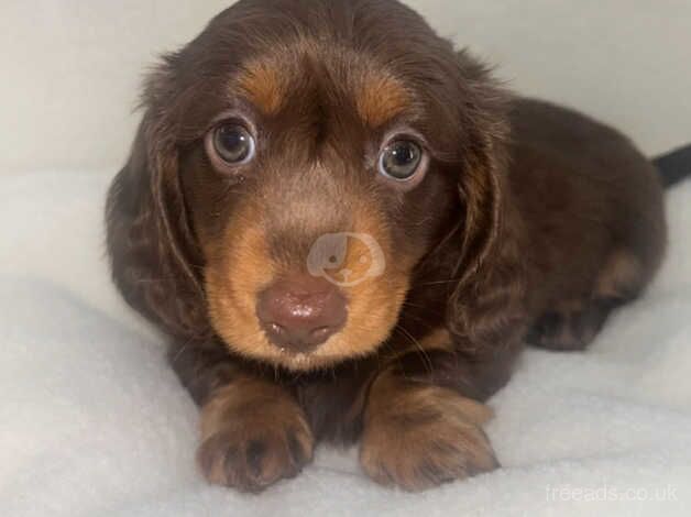 KC Registered Long Hair Mini Dachshund Boy for sale in Hamilton, South Lanarkshire