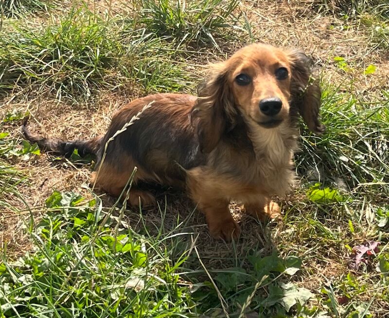 Kc registered long haired boys for sale in March, Cambridgeshire