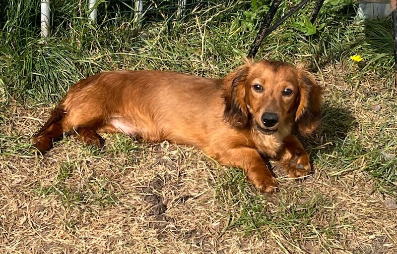 Dachshunds for sale in March, Cambridgeshire