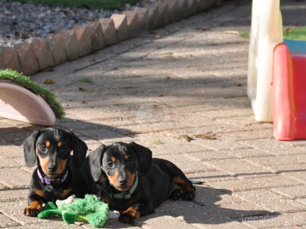 KC Registered Mini Smooth Dachshund Puppies for sale in Aberystwyth, Ceredigion