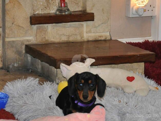 KC Registered Mini Smooth Dachshund Puppies for sale in Aberystwyth, Ceredigion - Image 2