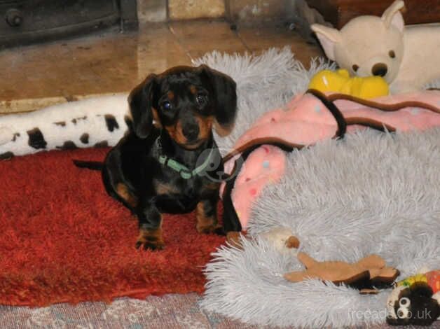 Dachshund Puppies for sale in Ceredigion