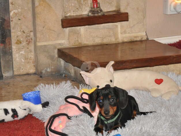 KC Registered Mini Smooth Dachshund Puppies for sale in Aberystwyth, Ceredigion - Image 4