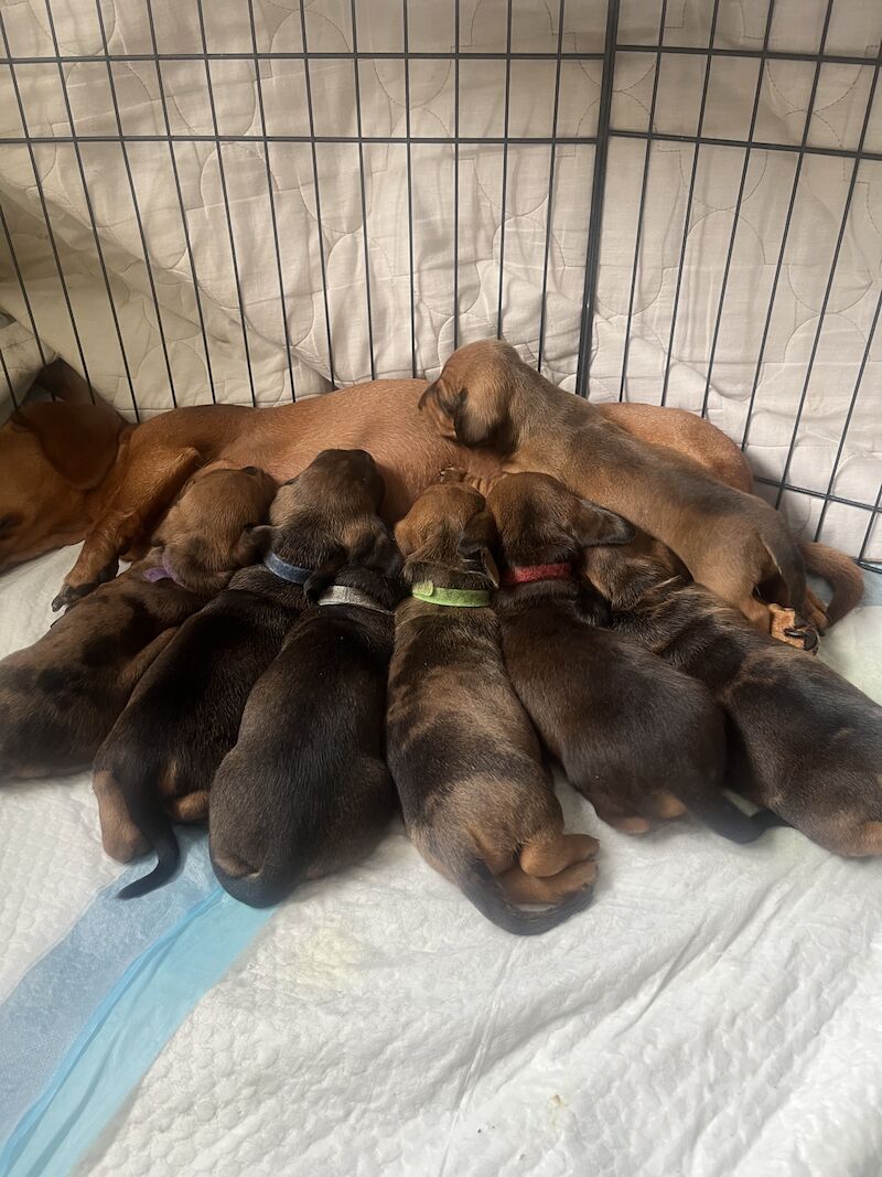 KC registered miniature dachshund for sale in Romford, Havering, Greater London