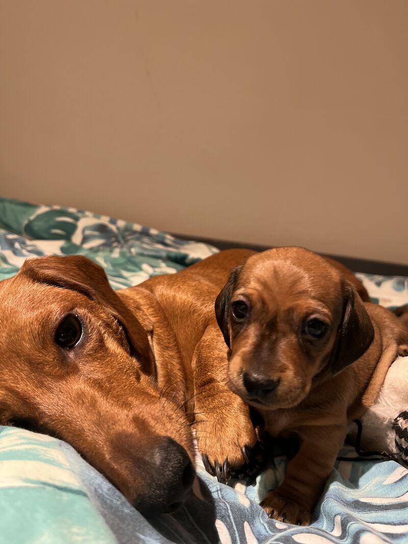 KC registered miniature dachshund for sale in Romford, Havering, Greater London - Image 2