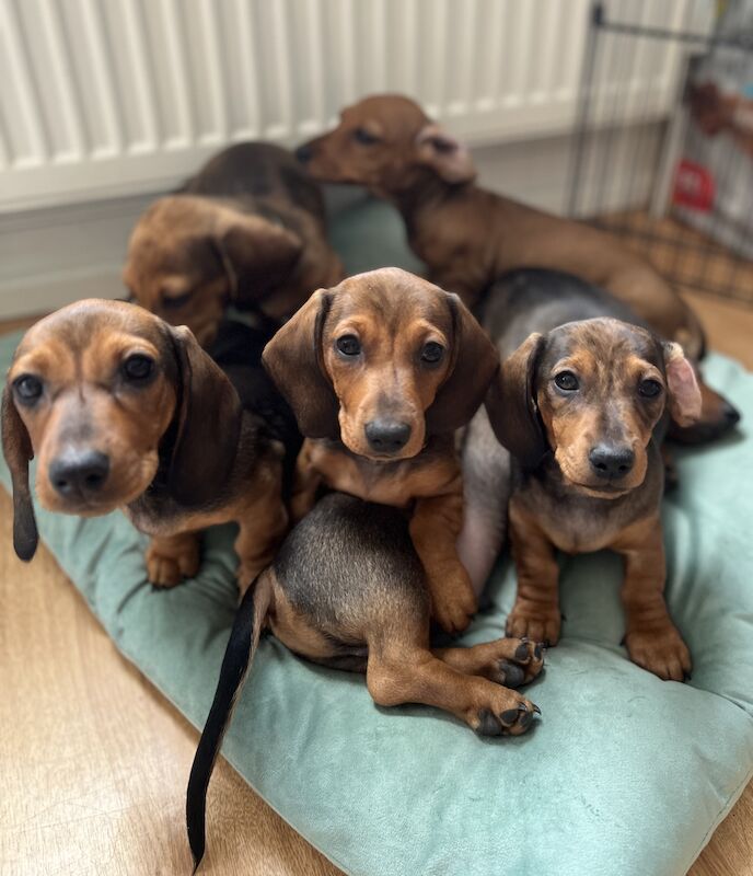 KC Registered Dachshund Puppies for sale in Greater London