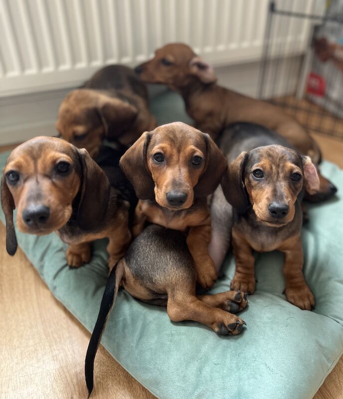 KC registered miniature dachshund for sale in Romford, Havering, Greater London - Image 3