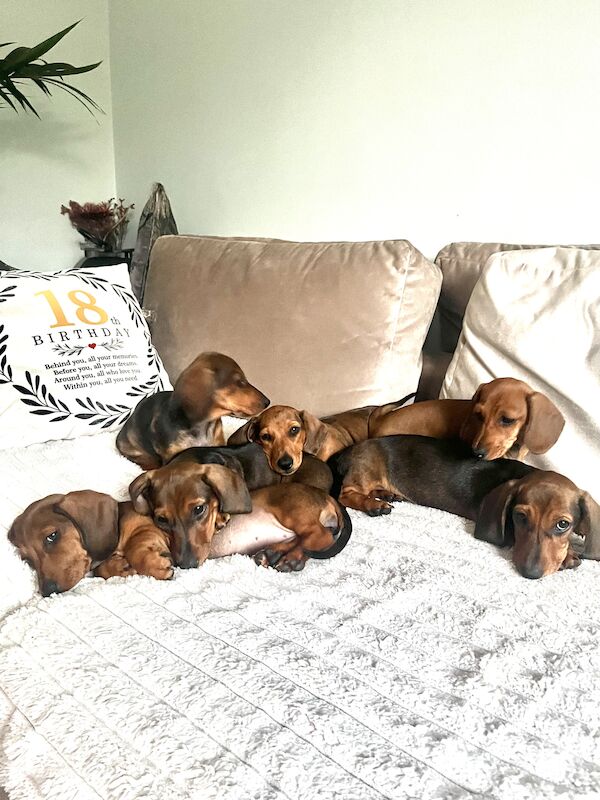 KC registered miniature dachshund for sale in Romford, Havering, Greater London - Image 5