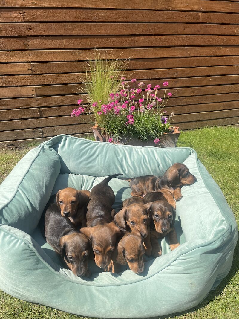 KC registered miniature dachshund for sale in Romford, Havering, Greater London - Image 6