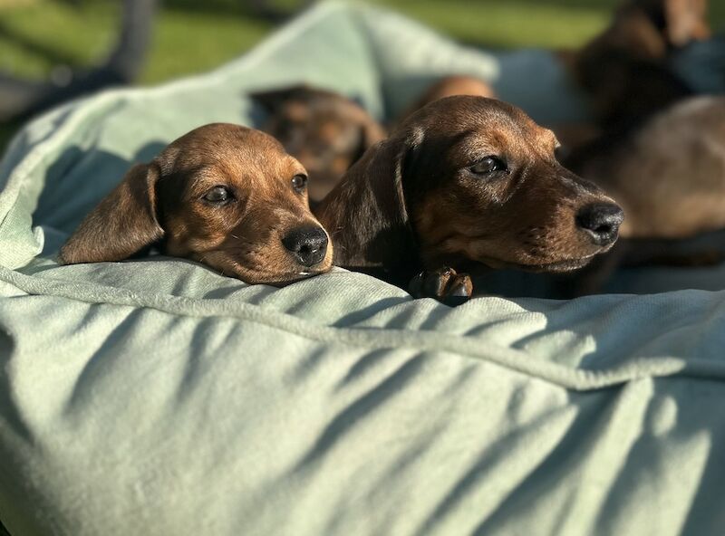 KC registered miniature dachshund for sale in Romford, Havering, Greater London - Image 7