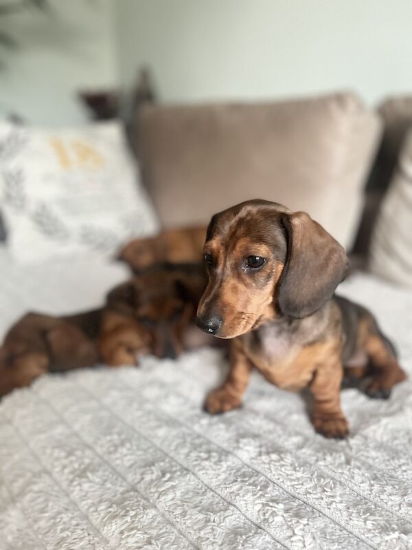 KC registered miniature dachshund for sale in Romford, Havering, Greater London - Image 8