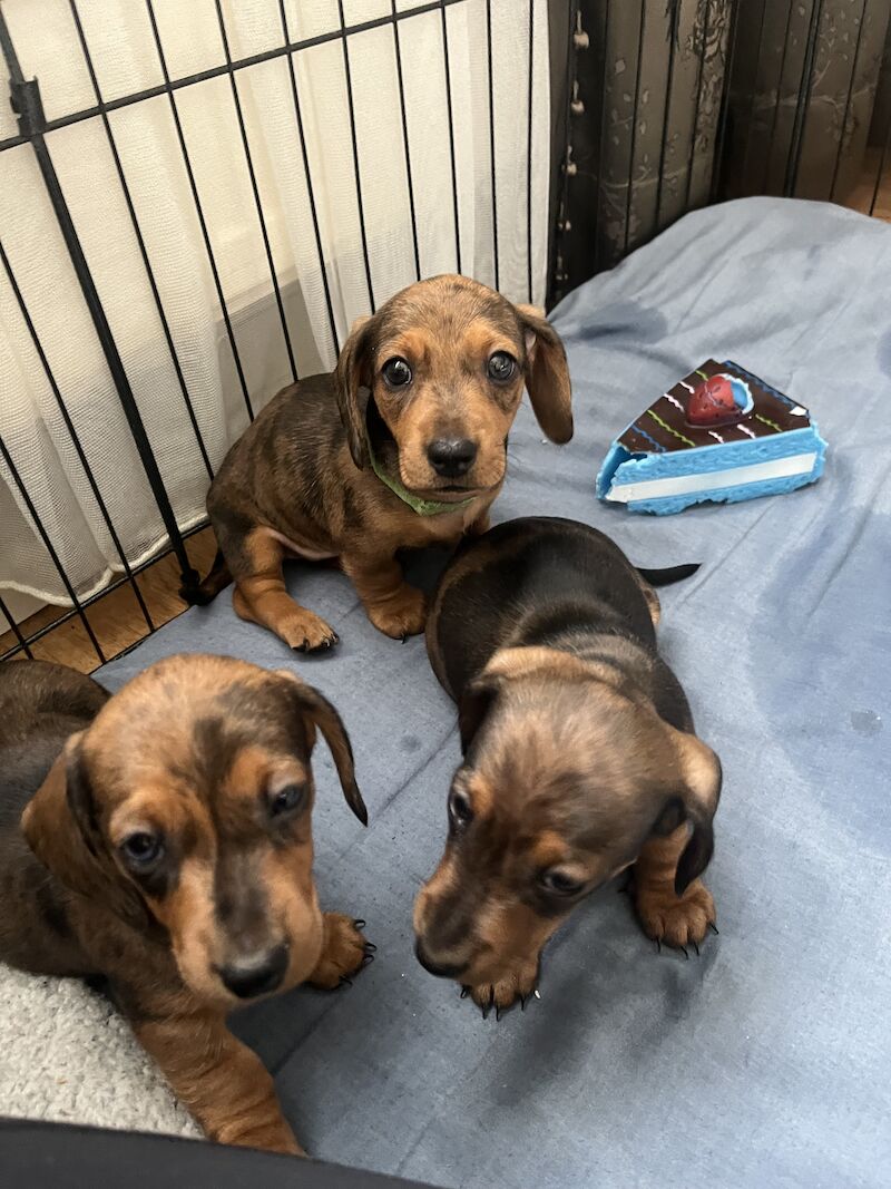 KC registered miniature dachshund for sale in Romford, Havering, Greater London - Image 10