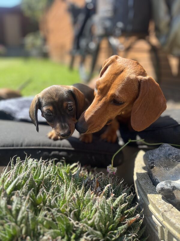 KC registered miniature dachshund for sale in Romford, Havering, Greater London - Image 11