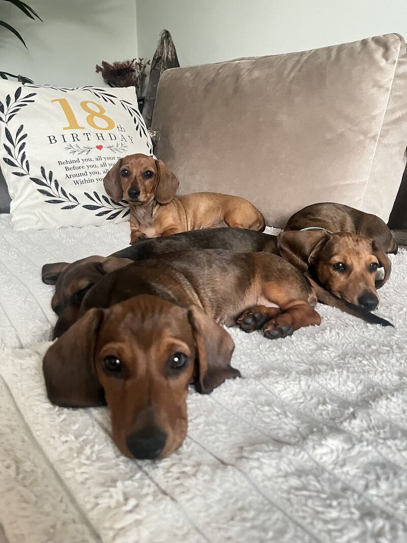 KC registered miniature dachshund for sale in Romford, Havering, Greater London - Image 12