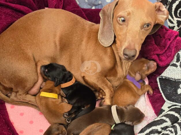 KC registered miniature dachshund females for sale in Hereford, Herefordshire