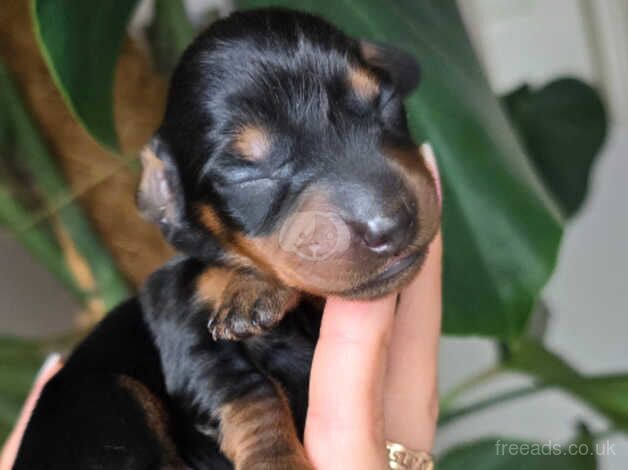 KC registered miniature dachshund females for sale in Hereford, Herefordshire - Image 5