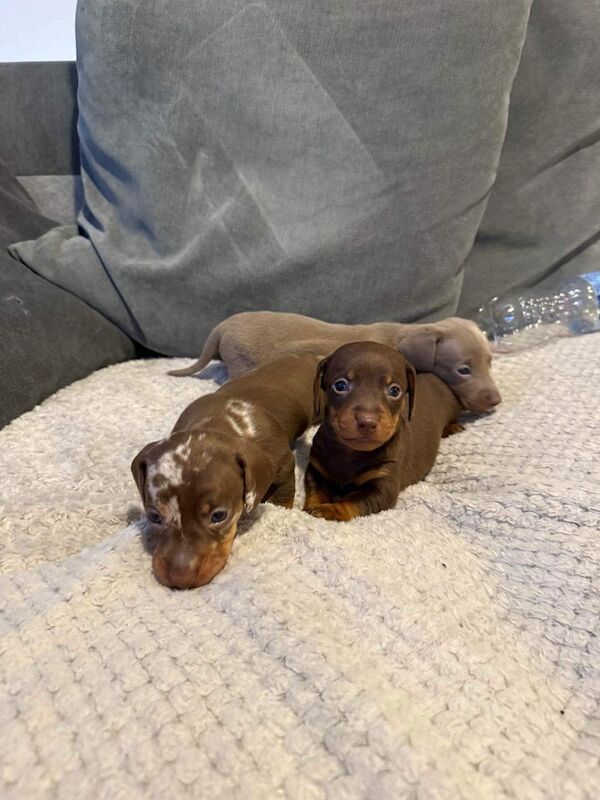 KC REGISTERED MINIATURE DACHSHUND PUPPIES for sale in Wymondham, Norfolk