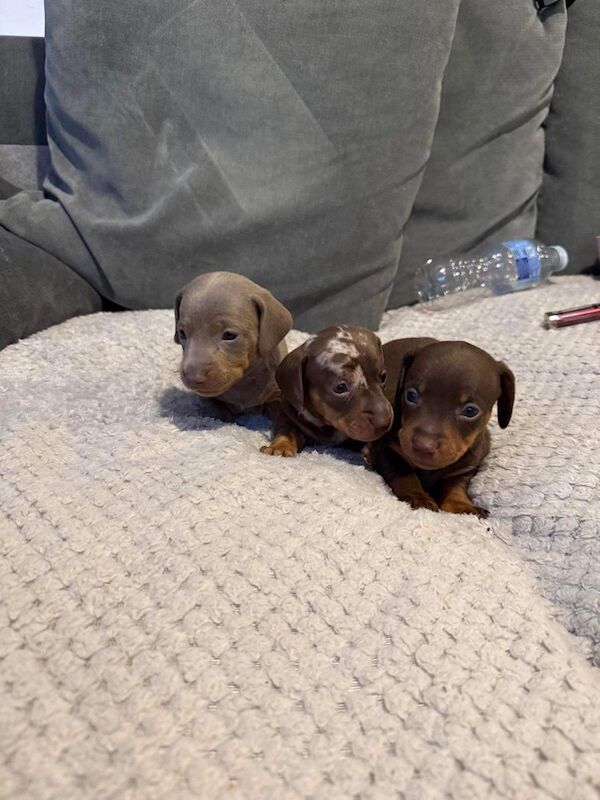 KC REGISTERED MINIATURE DACHSHUND PUPPIES for sale in Wymondham, Norfolk - Image 2