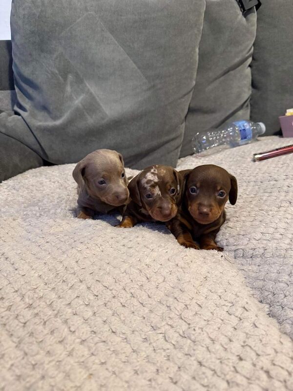 KC REGISTERED MINIATURE DACHSHUND PUPPIES for sale in Wymondham, Norfolk - Image 3