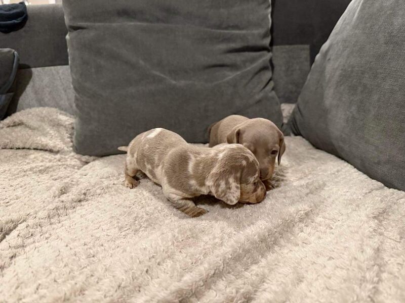 KC REGISTERED MINIATURE DACHSHUND PUPPIES for sale in Wymondham, Norfolk - Image 4