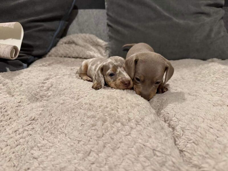 KC REGISTERED MINIATURE DACHSHUND PUPPIES for sale in Wymondham, Norfolk - Image 6